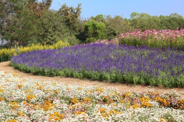 Mor Ada çayı çiçekler