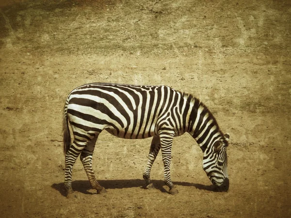 Zebra. — Fotografia de Stock