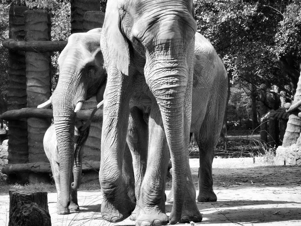 Elefante africano — Foto de Stock