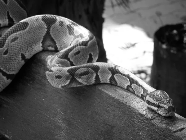 Serpiente de tronco elefante —  Fotos de Stock