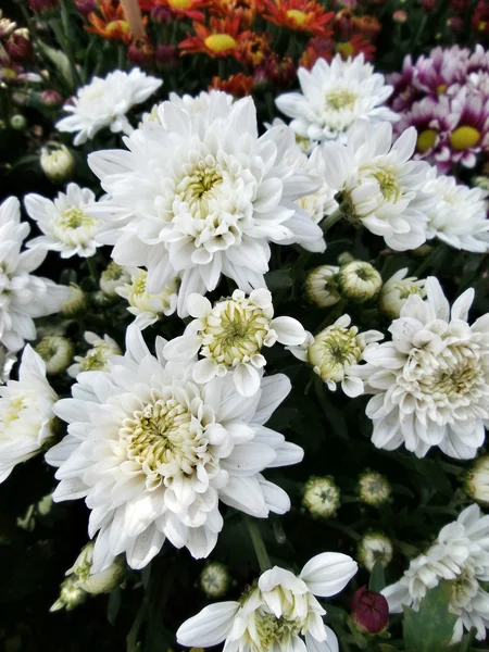 White chrysanthemumden — Stock Photo, Image