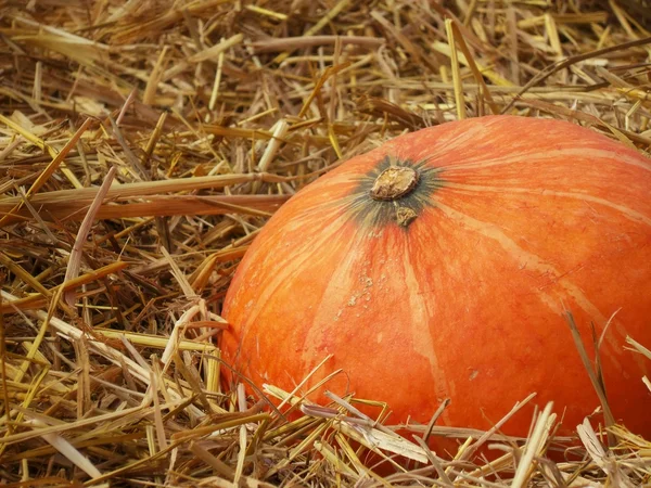 Colheita de abóbora fresca laranja na fazenda — Fotografia de Stock