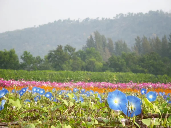 Flores de glória de manhã azul — Fotografia de Stock