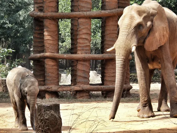 Afrikaanse olifant — Stockfoto