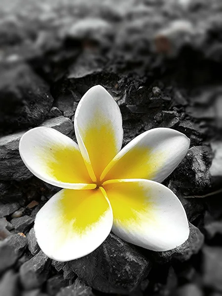 Vit frangipani blomma — Stockfoto