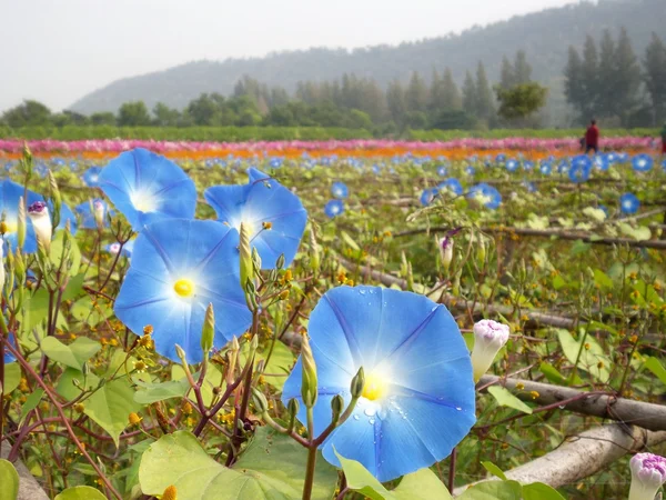 Blauwe morning glory bloemen — Stockfoto