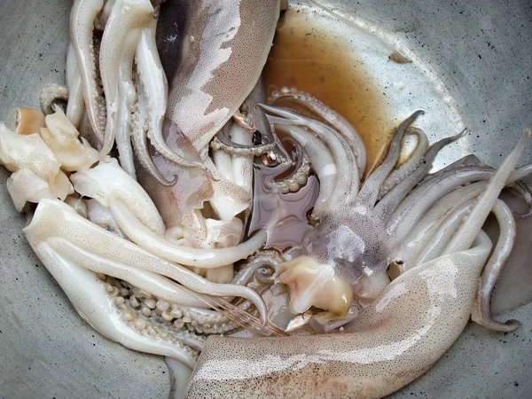 Calamari freschi — Foto Stock