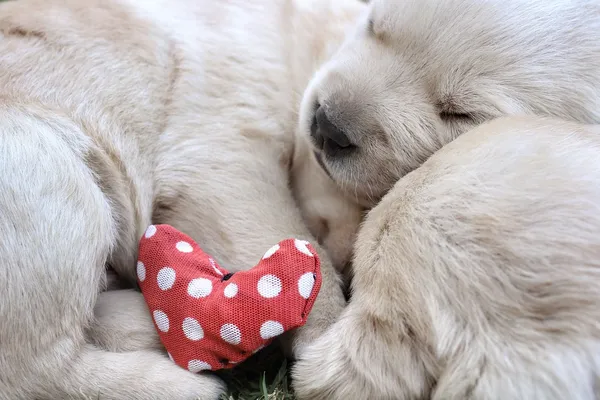 Sleeping labrador puppies on green grass — Stock Photo, Image