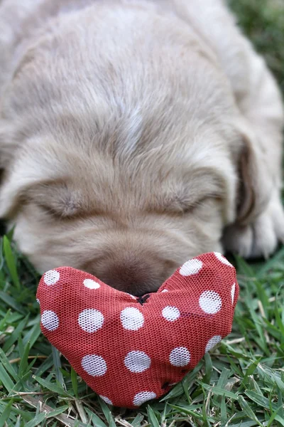 Labrador yavru yeşil çimenlerin üzerinde uyuyor — 스톡 사진