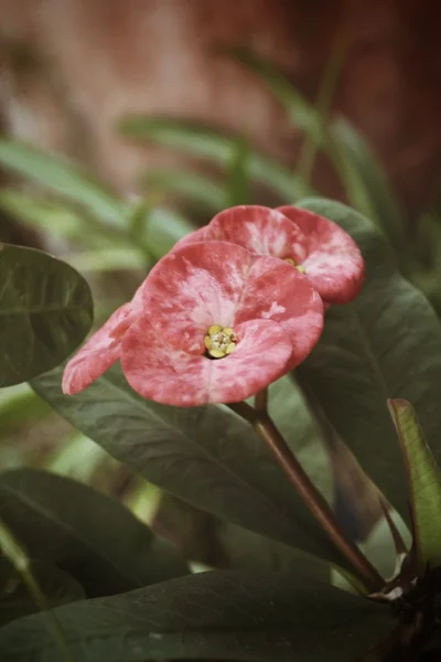 Euphorbia milli fleurs — Photo