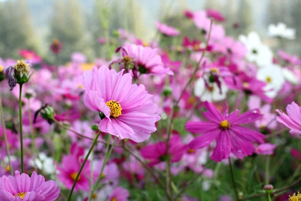 Lyserød kosmos blomst - Stock-foto