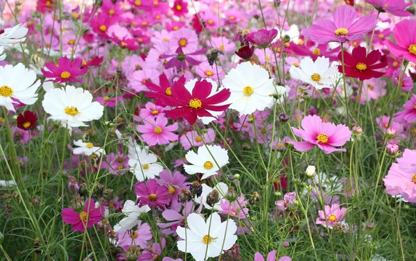 Cosmos rosa Flor — Fotografia de Stock