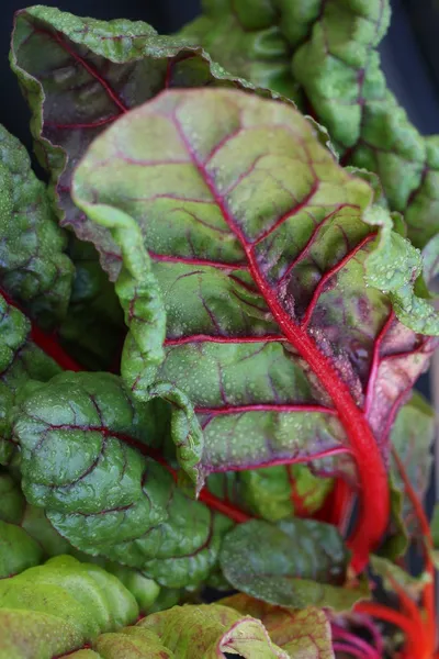 Swiss chard — Stock Photo, Image