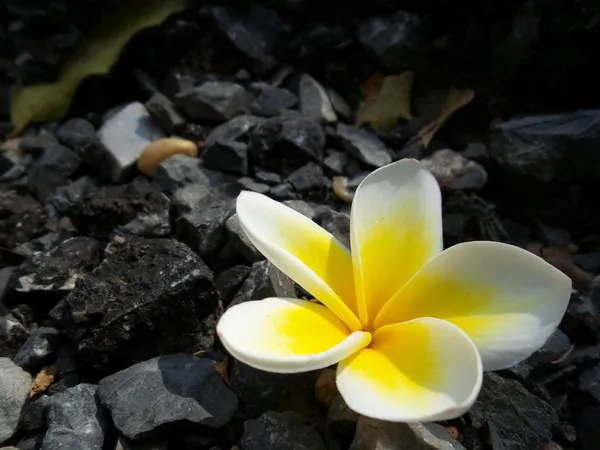 White frangipani flower — Stock Photo, Image