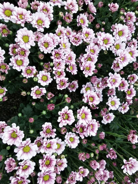 Gänseblümchen — Stockfoto