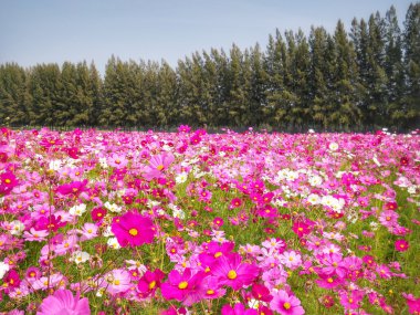 pembe cosmos çiçek