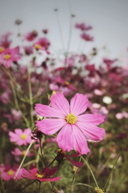 pembe cosmos çiçek