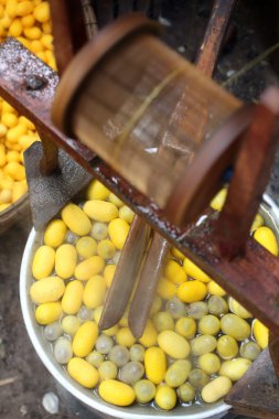 Sarı koza ipekböceği