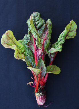 İsviçre Chard
