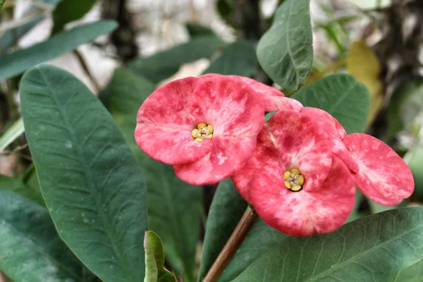 Euphorbia milli fleurs — Photo