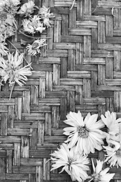 Chrysanthemum te — Stockfoto
