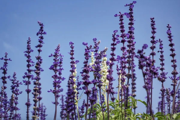 紫丹参鲜花 — 图库照片