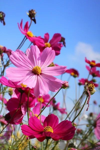 Rózsaszín kozmosz virág — Stock Fotó