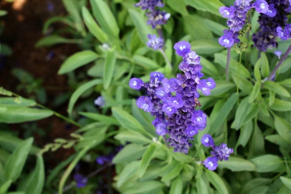 紫丹参鲜花 — 图库照片