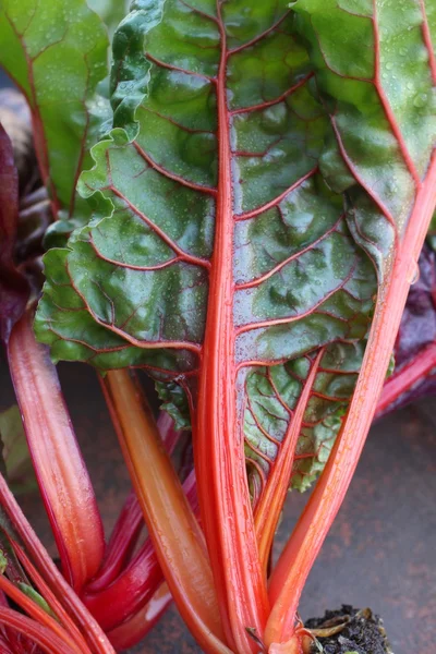 Swiss chard — Stock Photo, Image