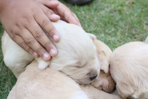 睡在绿色草地上的拉布拉多小狗 — 图库照片