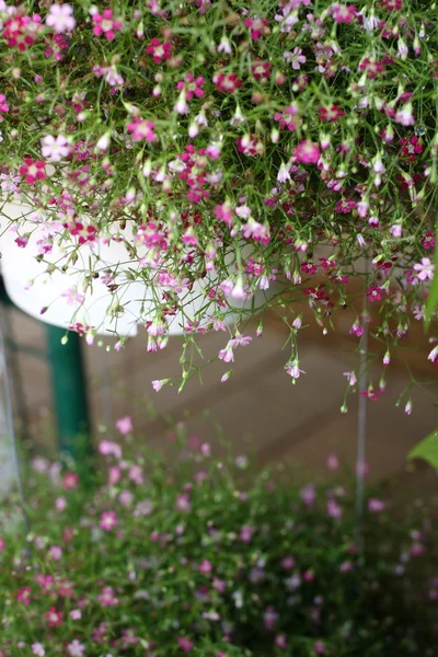 Gypsophila bloemen — Stockfoto