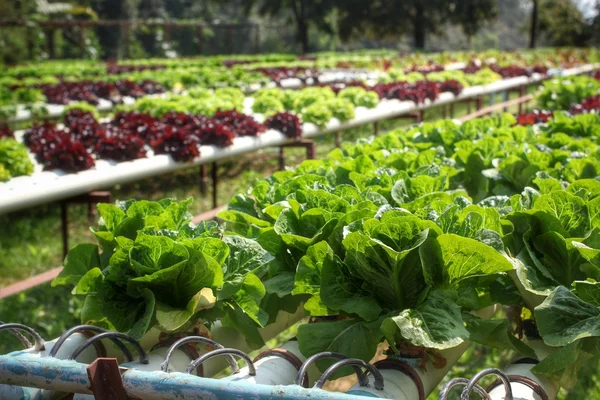 Tereyağı baş sebze — Stok fotoğraf