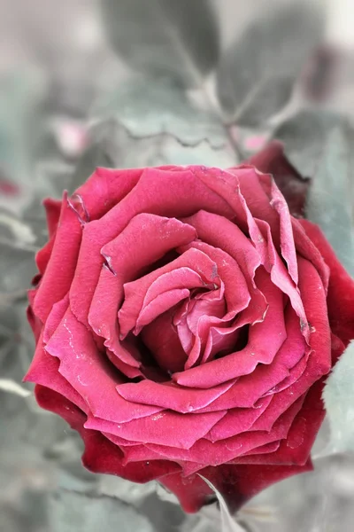 Rose — Stock Photo, Image