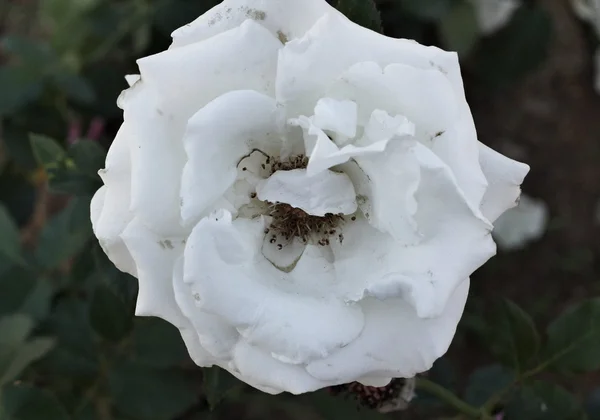 Rosa. — Foto Stock