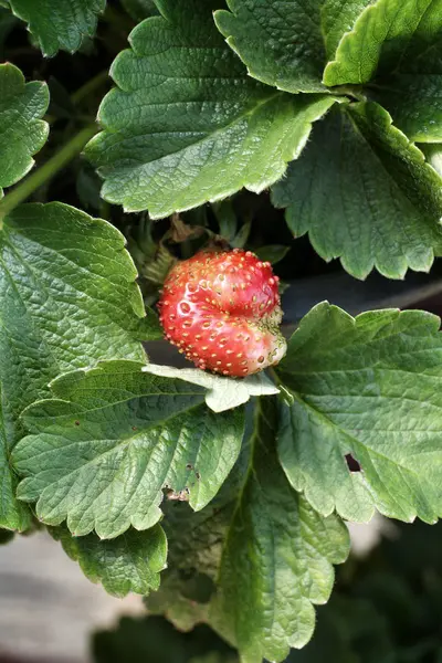 Verse aardbeien — Stockfoto