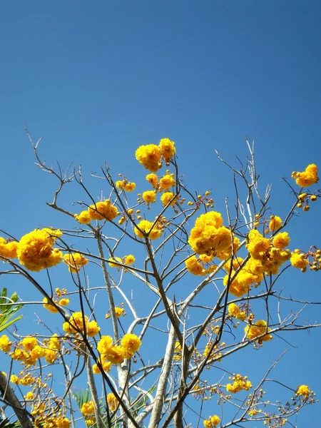 Tabebuia Chrysantha квіти — стокове фото