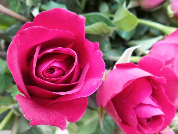 Rosa roja — Foto de Stock