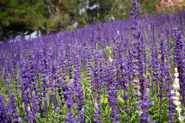 Purple salvia flowers — Zdjęcie stockowe