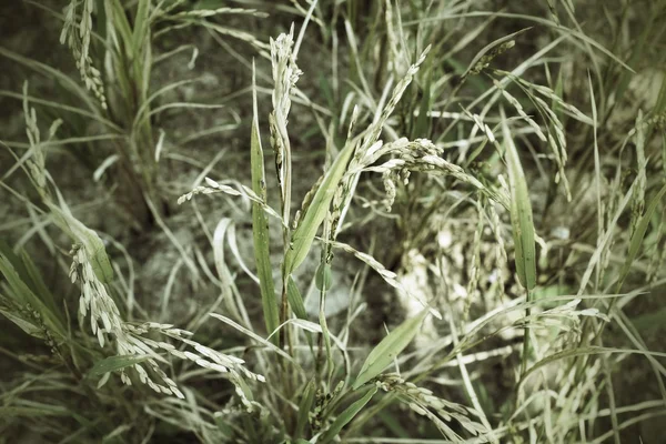 Złota ryżowe pole — Zdjęcie stockowe