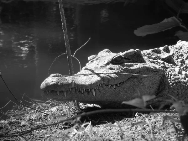 Krokodil — Stockfoto