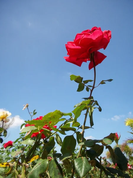 Rosa Blume blauer Himmel — Stockfoto