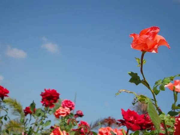 Roze bloem blauwe hemel — Stockfoto