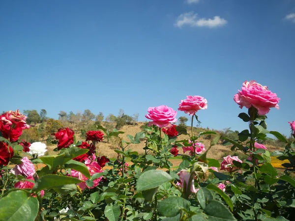 Roze bloem blauwe hemel — Stockfoto