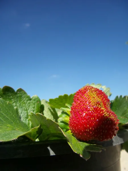 Verse aardbeien — Stockfoto