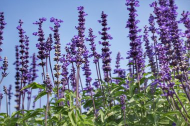 Mor Ada çayı çiçekler