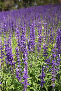 Mor Ada çayı çiçekler