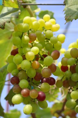 yeşil yaprakları ile üzüm