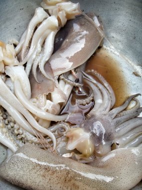Fresh squid