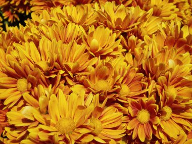 gerbera çiçekleri