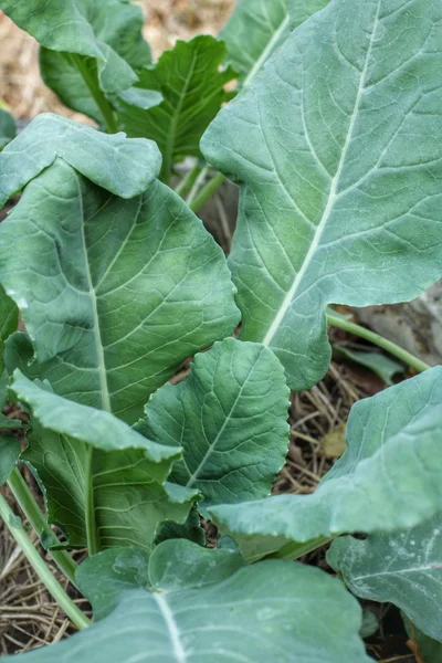 Green kale — Stock Photo, Image